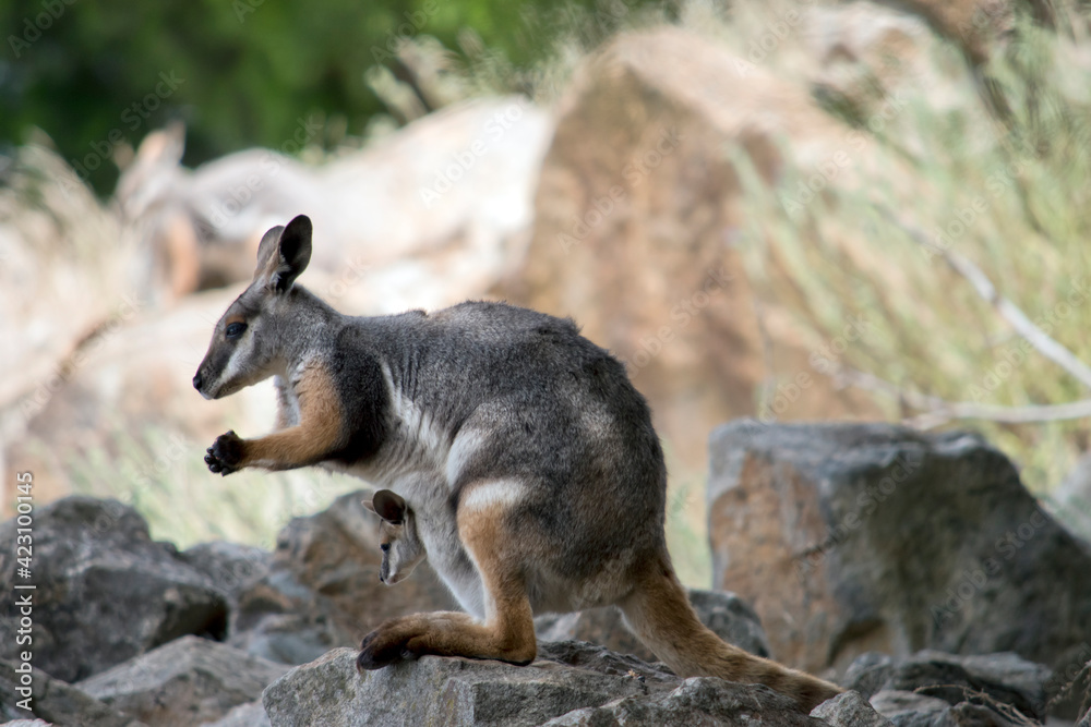 the yellow footed rock wallaby has a joey in her pouch the yellow footed rock wallaby has a joey in her pouch