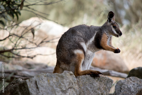 this is a side view of a  joey yellow footed rock wallaby