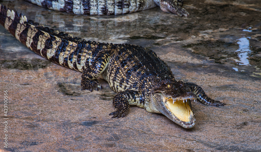 An Alligator with Mouth Wide Open