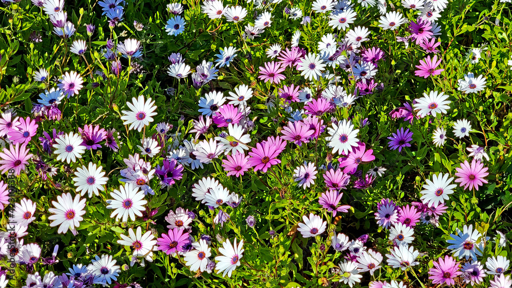 Obraz premium Multiple Flowers of White and Purple Daisies