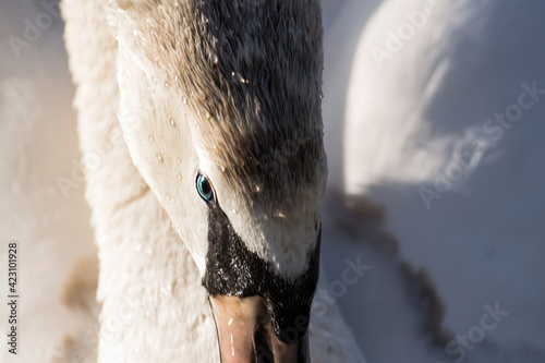 Close-up view on beautiful white swan with blue eye. 
Swan has dark top of the head and light beige feathers. White feathers in the background. 