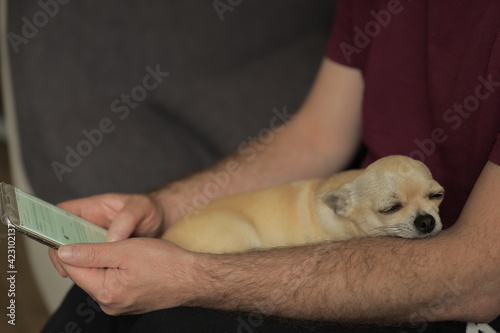 Closeup portrait of small funny beige mini chihuahua dog, puppy sleeping on handen, man sitting with mobile photo