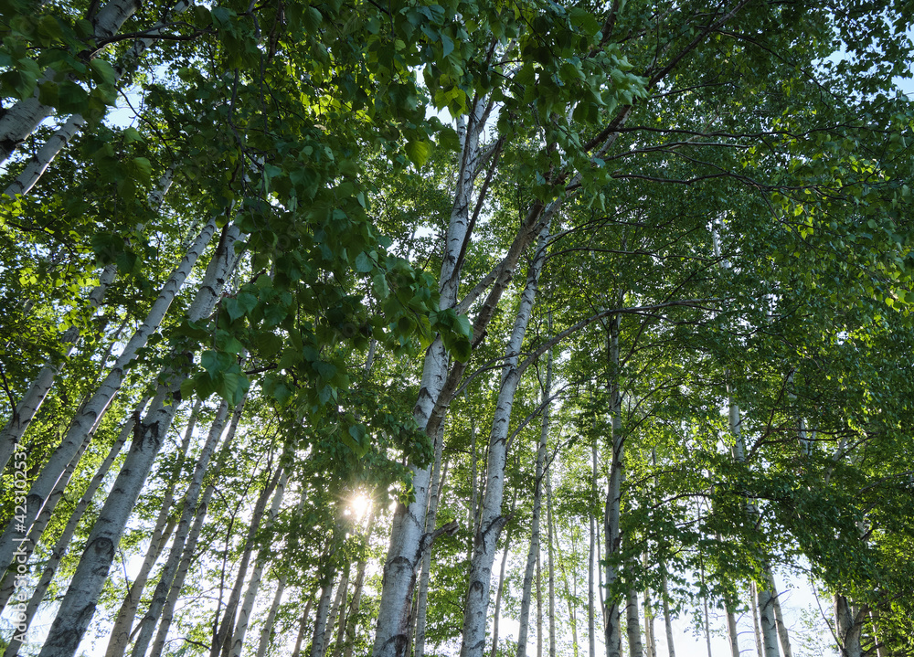 Fototapeta premium 羊ヶ丘展望台の白樺(Birch at Hitsujigaoka Observatory Hill)