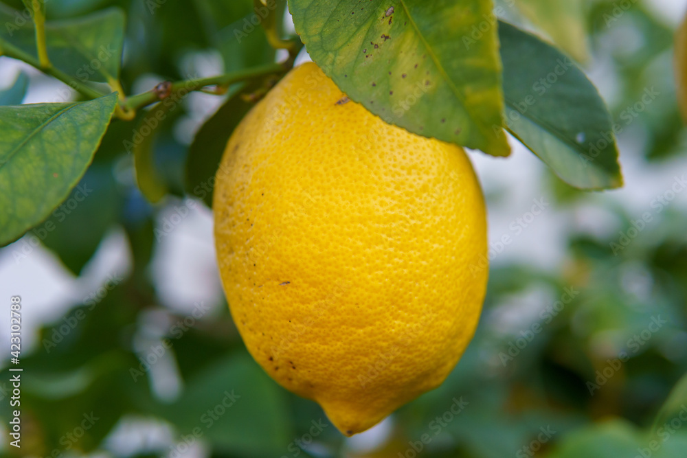 Close up of a yellow lemon. It hangs on a lemon tree and is cropped. You can see the leaves of the tree. 