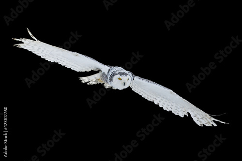 Owl in flight isolated on black background. Snowy owl, Bubo scandiacus, flies with spread wings. Hunting arctic owl. Beautiful white polar bird with yellow eyes. Winter in wild nature habitat. photo