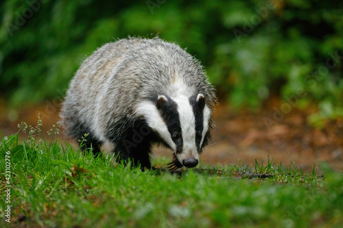 Badger in colorful green forest. European badger, Meles meles, sniffs about prey in wet grass. Rainy day in nature. Wildlife scene from summer. Black and white striped animal. Nocturnal wild beast. © Vaclav