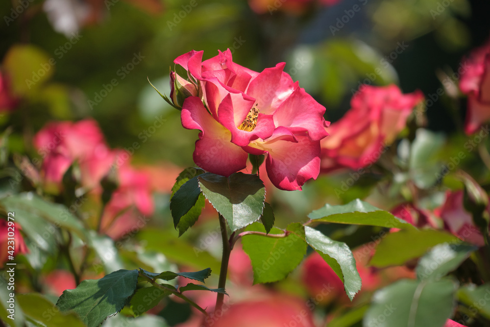 札幌市大通公園のバラ（Roses in Odori Park, Sapporo, Hokkaido）