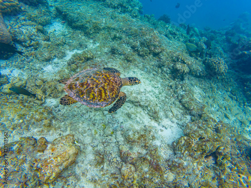Underwater image of a turtle on a coral reef near Olhuveli island in Maldives