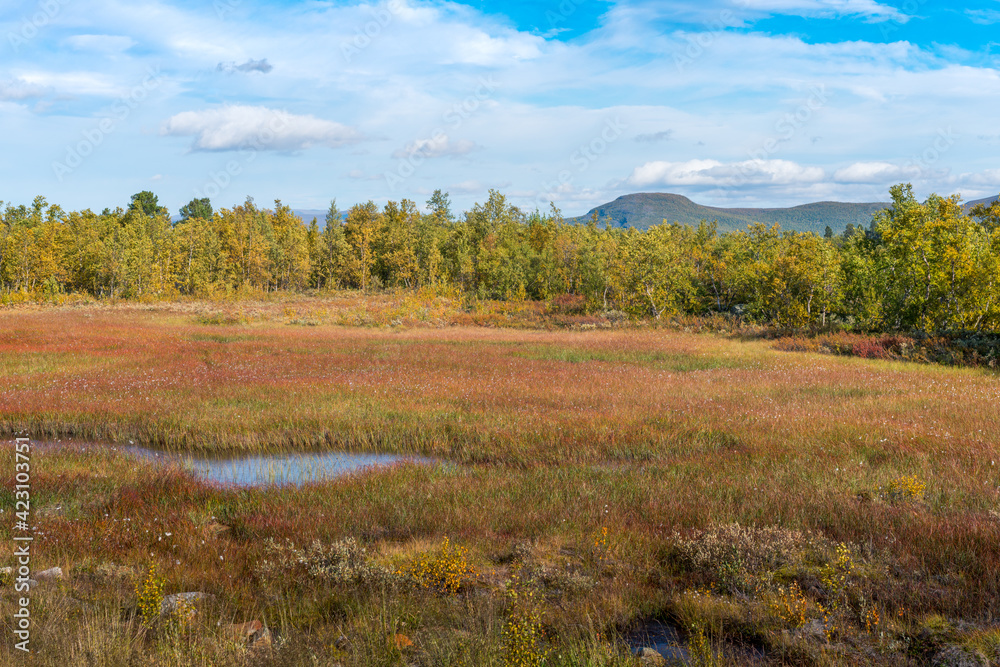 Wetland close to lake deep in the Swedish Lapland. Sunny day and fall colors in Abisko National Park, Sweden. Tornetrask lake in arctic wilderness on a beautiful day.