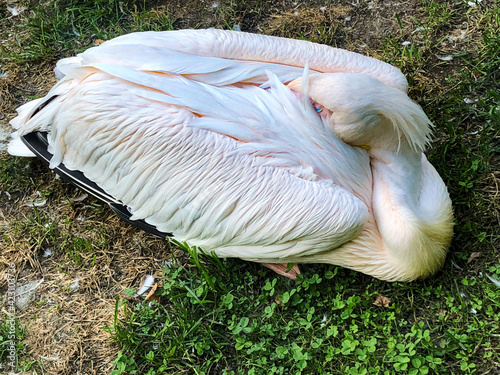 close up of pelican in the natural  photo