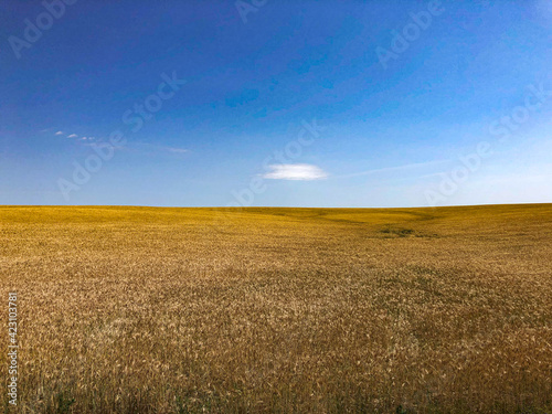 natural view of yellow fields and blue sky