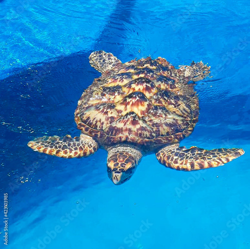 tartarugas marinhas em piscina artificial