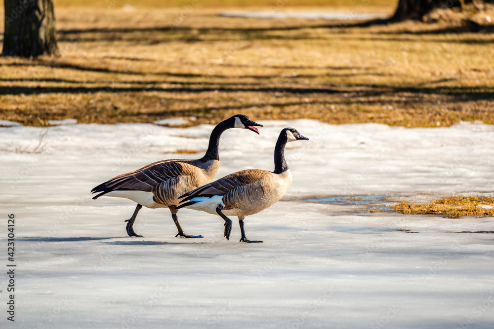 Springtime, geese looking for the food and trying to find a partner Springtime, geese looking for the food and trying to find a partner