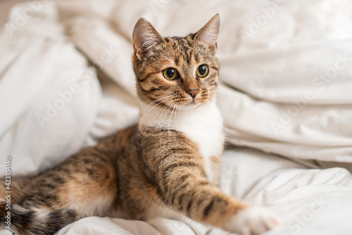 Portrait of a shorthair kitten on a white blanket. The kitten is watching something outside the frame.