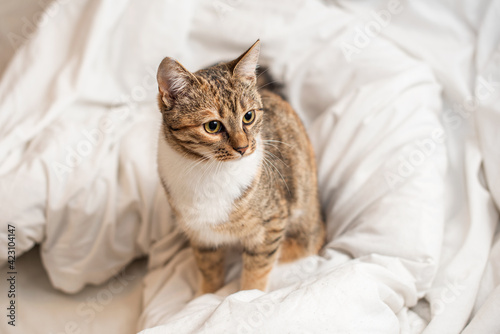 Wallpaper Mural Portrait of a shorthair kitten on a white blanket. Torontodigital.ca
