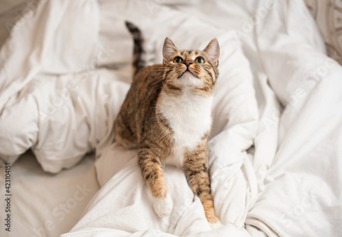 Playful white red kitten jumps on a white blanket.