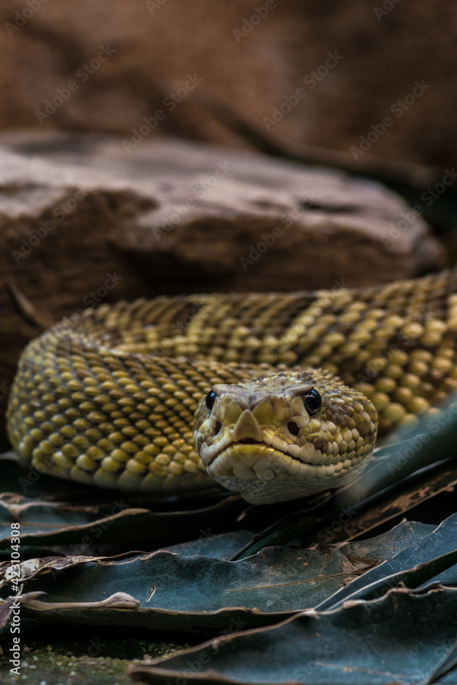 Obraz premium Rattle Snake on the Hunt
