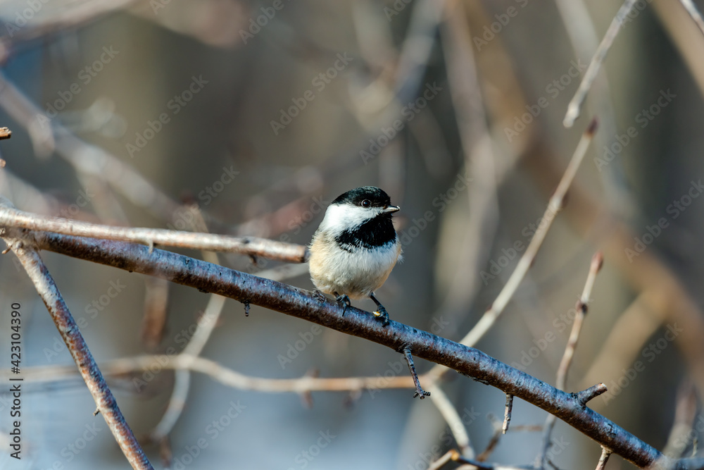 Obraz premium Willow tit in the city park 