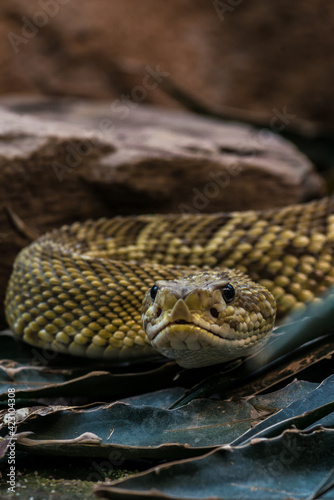 Rattle Snake on the Hunt © Hanjo Hellmann