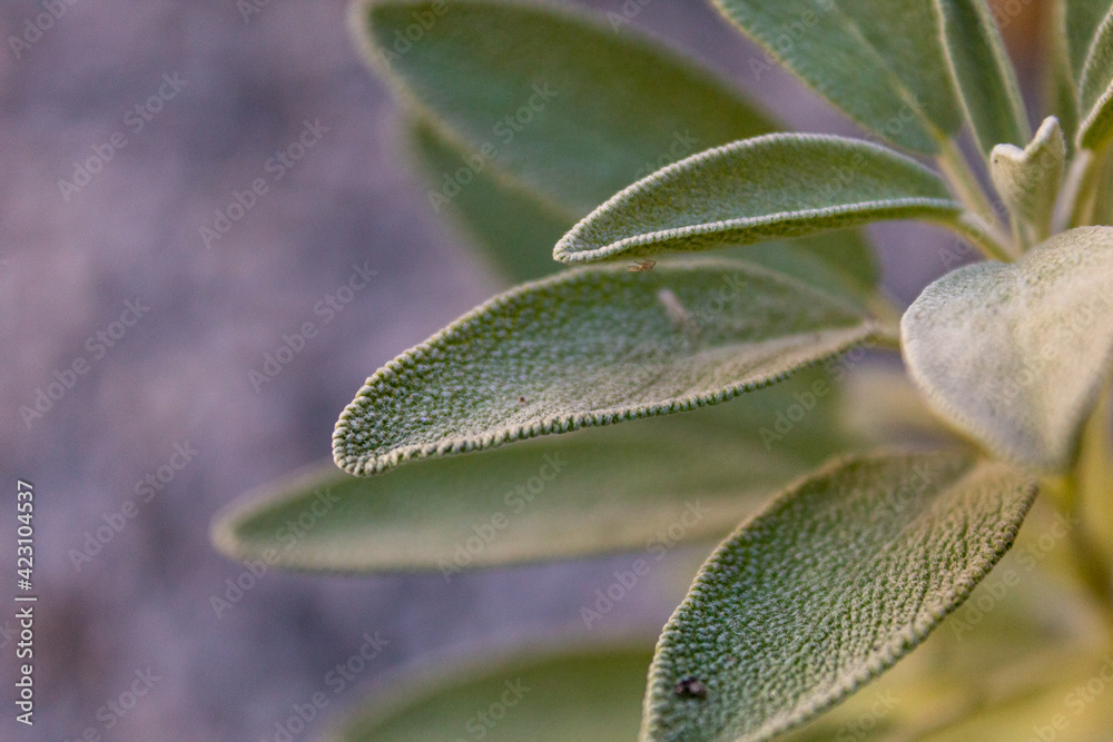 Organic salvia officinalis grown in the backyard.