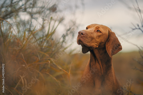 Portrait of a Magyar Vizsla in autumn colored nature. This dog breed is also known as Hungarian Hound or Hungarian Pointer.