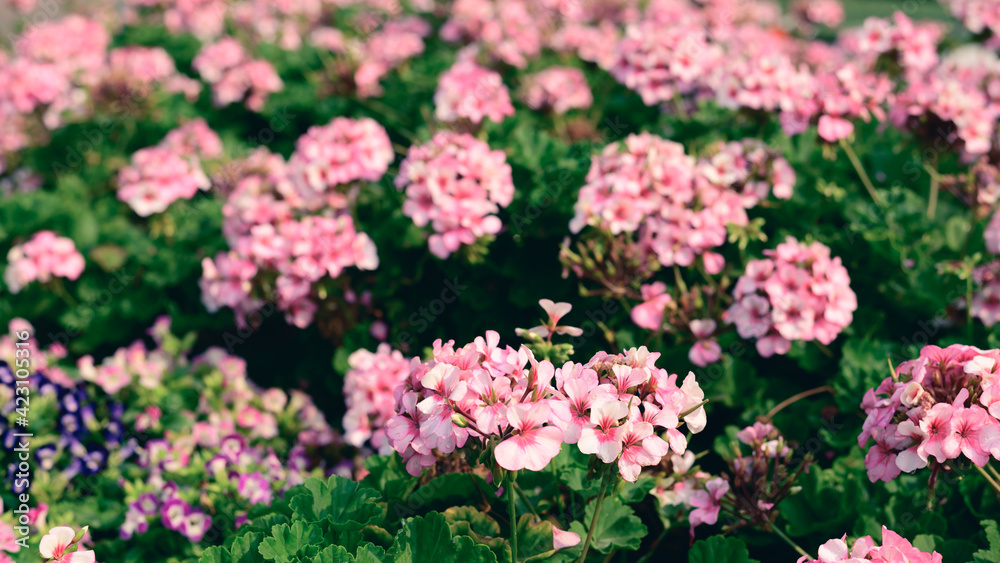 Pink geranium flower blossom in a garden, Spring season, nature background Pink geranium flower blossom in a garden, Spring season, nature background