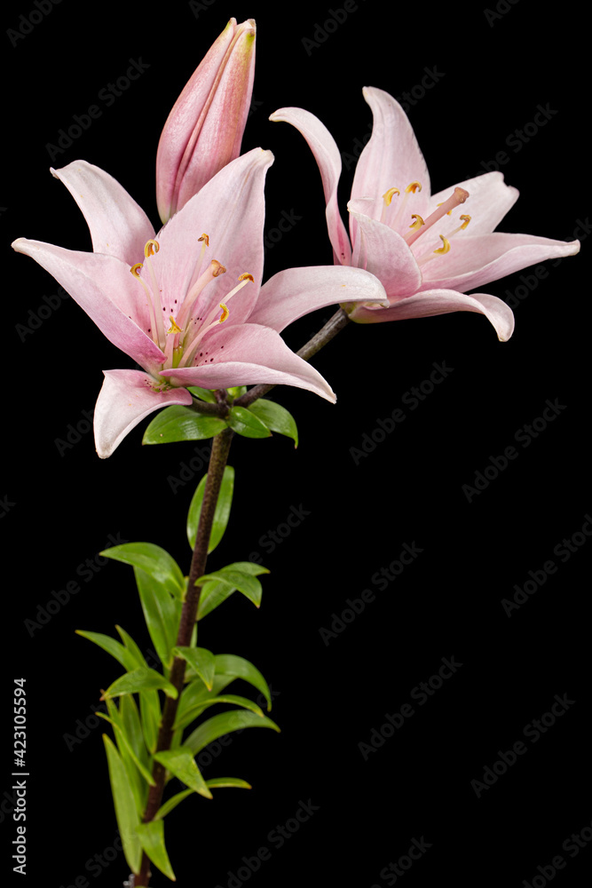 Pink lily flower, isolated on black background Pink lily flower, isolated on black background