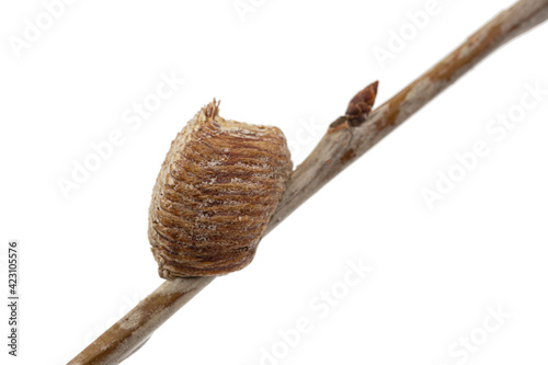 Close-up ootheca, formed by female praying mantis on an cherries branch. An ootheca is a type of egg mass made by mantises. Isolated on white background photo