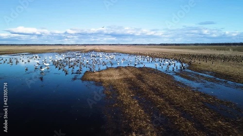 Aerial flytrough view of large flock of bean goose (Anser serrirostris) and whooper swans (Cygnus cygnus) resting, flooded agricultural field, sunny spring day, wide angle drone shot moving forward photo