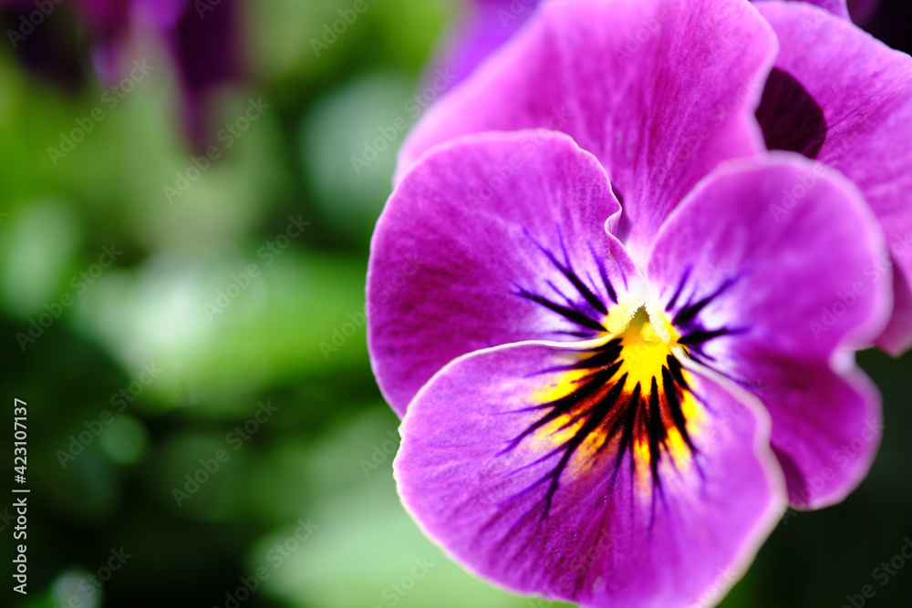 正面を向く紫色のビオラの花 正面を向く紫色のビオラの花