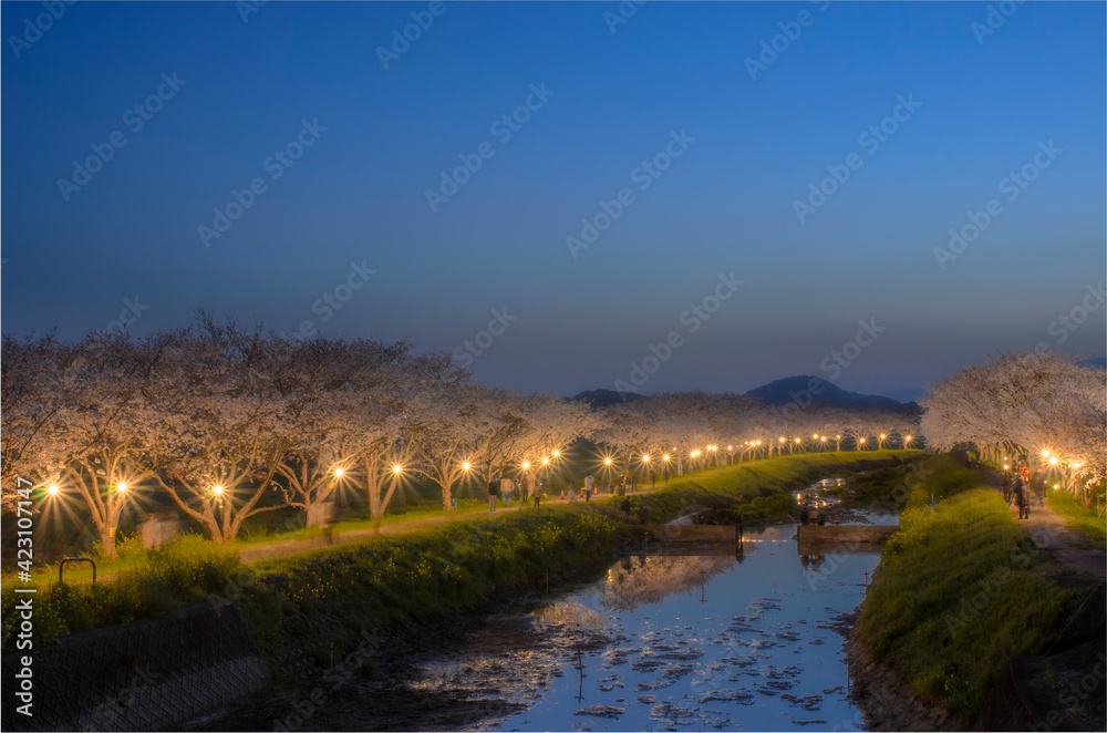草場川の桜並木ライトアップ