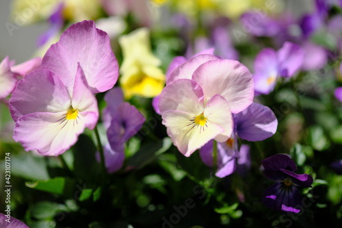 太陽の光を浴びる爽やかなビオラの花