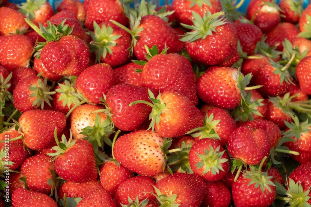A lot of bright red strawberries from the garden. A lot of bright red strawberries from the garden.
