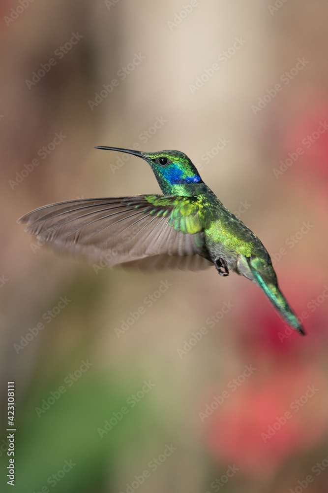 Fototapeta premium Green Violet-ear (Colibri thalassinus) hummingbird in flight isolated on a green background in Costa Rica