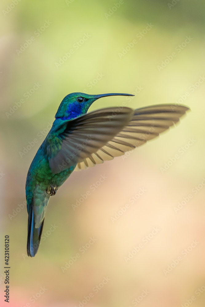 Fototapeta premium Green Violet-ear (Colibri thalassinus) hummingbird in flight isolated on a green background in Costa Rica