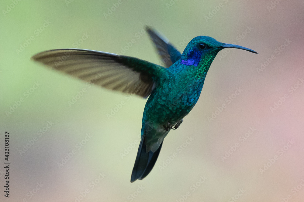Obraz premium Green Violet-ear (Colibri thalassinus) hummingbird in flight isolated on a green background in Costa Rica