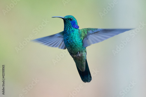 Green Violet-ear (Colibri thalassinus) hummingbird in flight isolated on a green background in Costa Rica