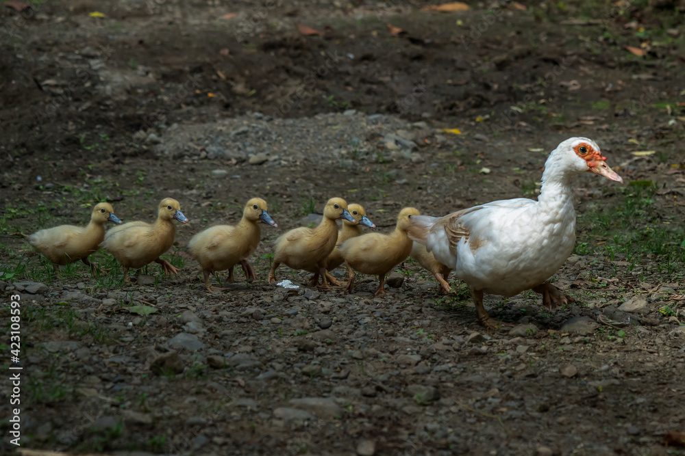 Group of Ducklings with their mother, outdoors domestic duck.