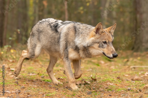 Lone wolf  Canis lupus  running in autumn forest Czech Republic