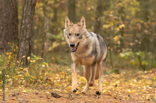 Lone wolf  Canis lupus  running in autumn forest Czech Republic