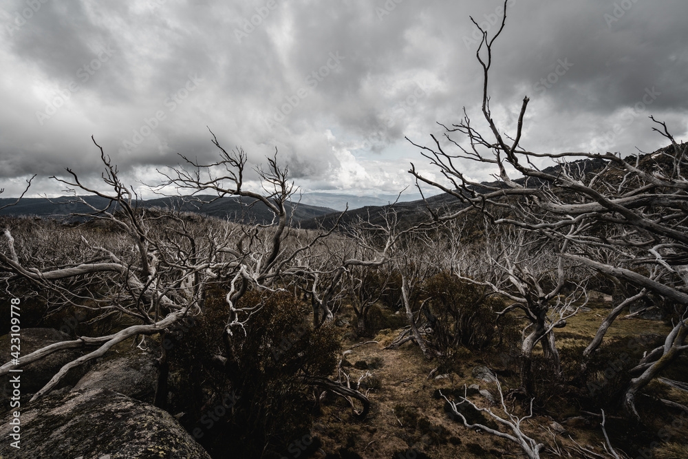 Haunting looking trees on the Dead Horse Gap walking track in the