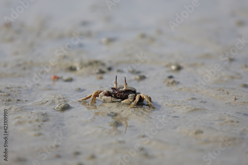 Natural crabs are standing still and staring for food.