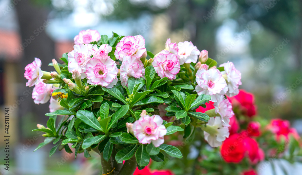 Tropical frangipani flowers blooming in the garden flavor shine when spring 2021 comes Tropical frangipani flowers blooming in the garden flavor shine when spring 2021 comes