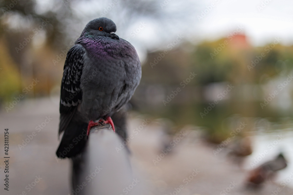 A close-up portrait of a puffed up regular urban pigeon sitting on the