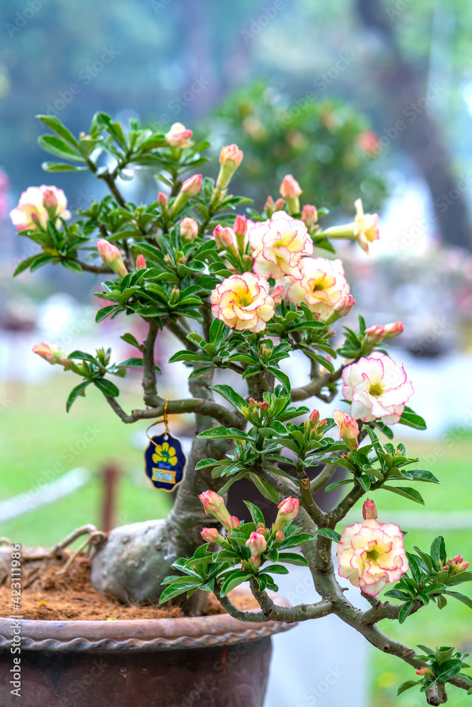 Tropical frangipani bonsai tree flowers blooming in the garden flavor shine when spring lunar new year 2021 comes Tropical frangipani bonsai tree flowers blooming in the garden flavor shine when spring lunar new year 2021 comes