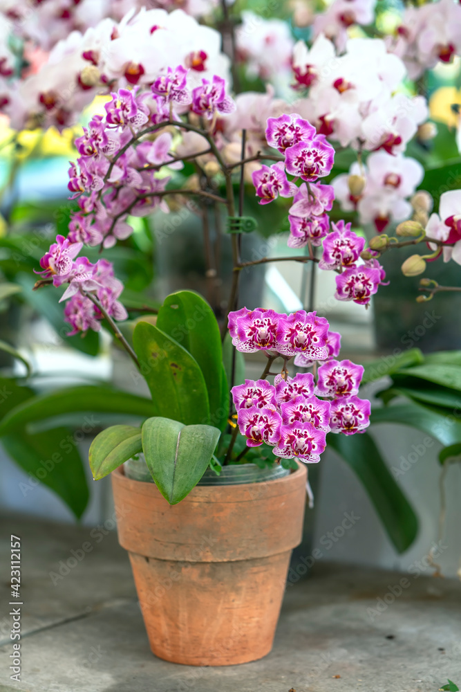 Naklejka premium Phalaenopsis orchids bloom in spring lunar new year 2021 adorn the beauty of nature, a rare wild orchid decorated in tropical gardens