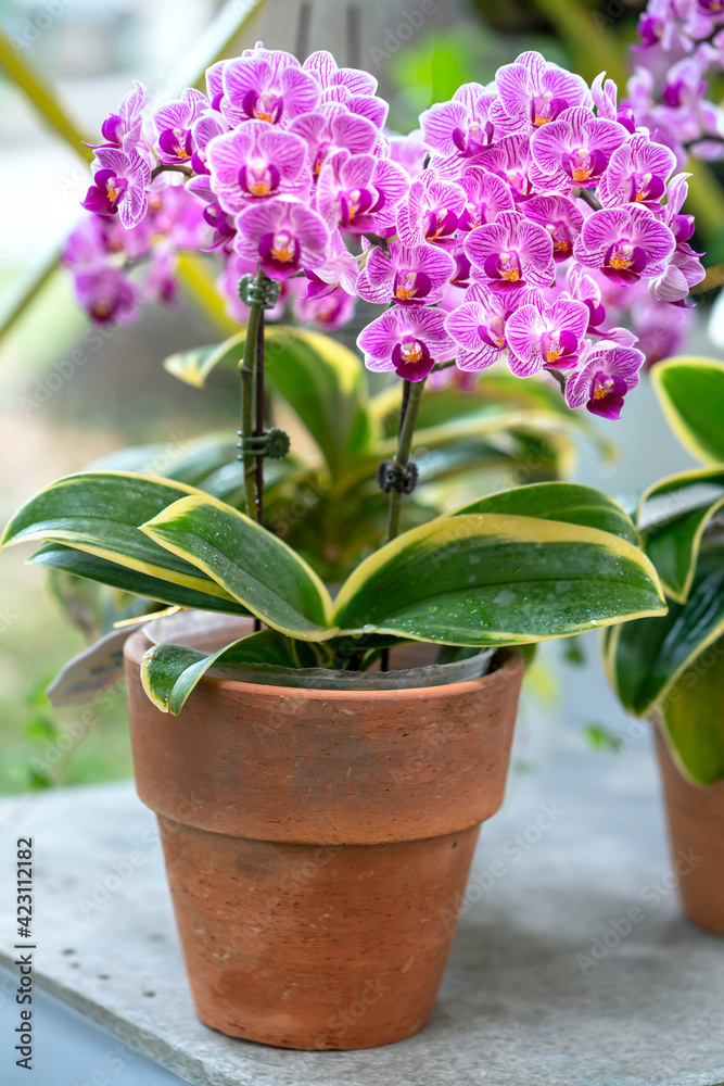 Naklejka premium Phalaenopsis orchids bloom in spring lunar new year 2021 adorn the beauty of nature, a rare wild orchid decorated in tropical gardens