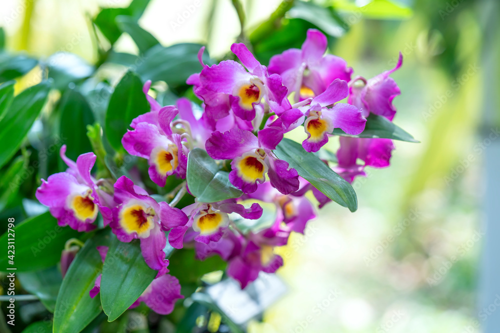 Dendrobium Aphyllum orchids flowers bloom in spring lunar new year 2021