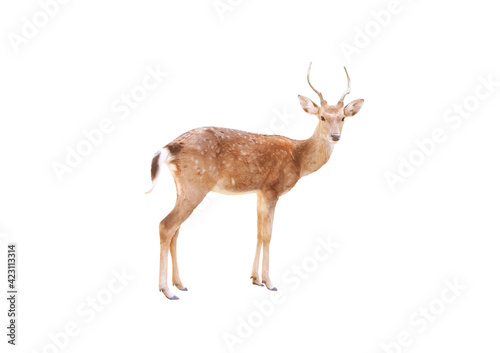 Small deer with antler standing isolated on white background , clipping path
