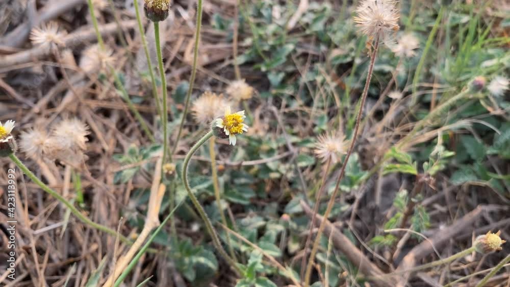 beautiful coatbutton flower in nature garden beautiful coatbutton flower in nature garden